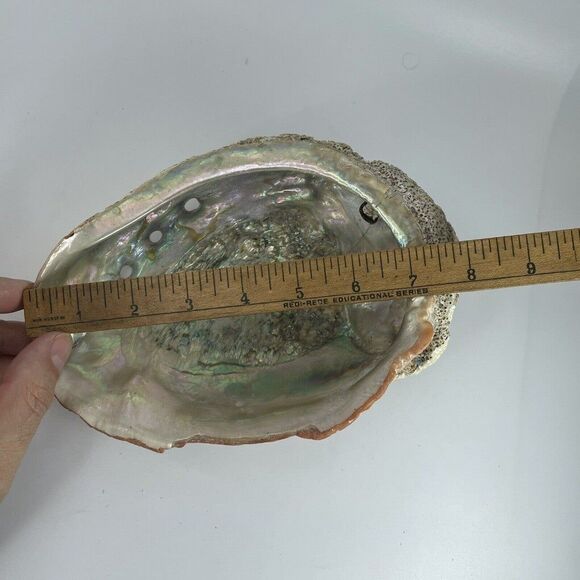 Large 8”x 6” Vintage Estate Red Abalone Shell 1lb 1oz Old Trinket Dish Display - Picture 4 of 12